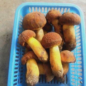 云南野生菌2022年黄牛肝菌精品鲜货