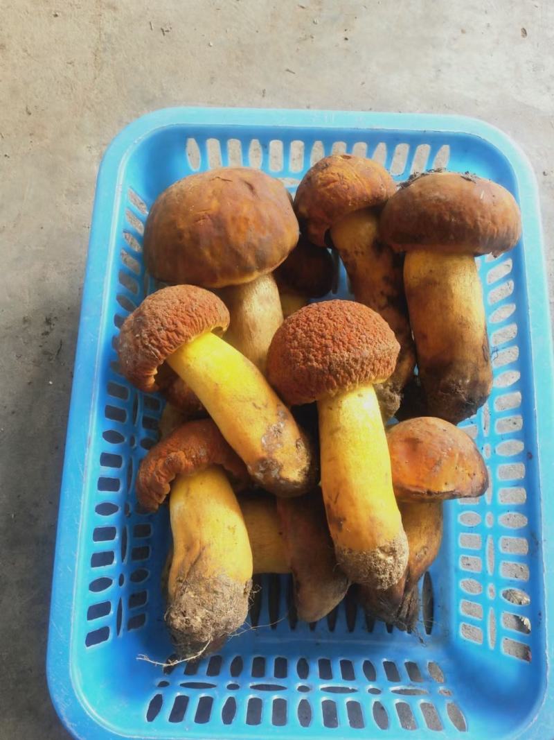 云南野生菌2022年黄牛肝菌精品鲜货