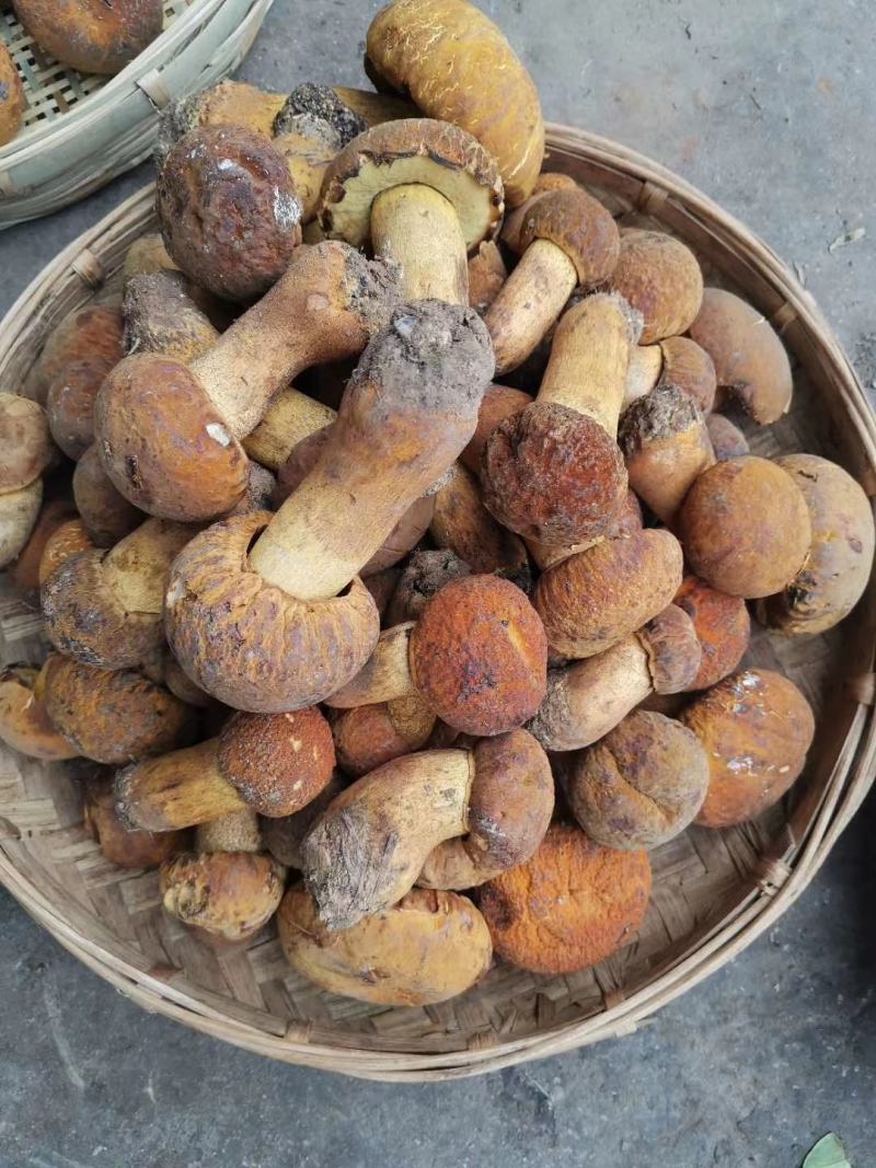 云南野生菌2022年黄牛肝菌精品鲜货