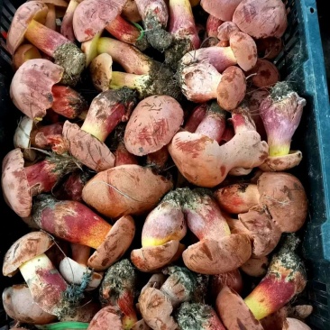 野生菌2022年红葱菌精品鲜货