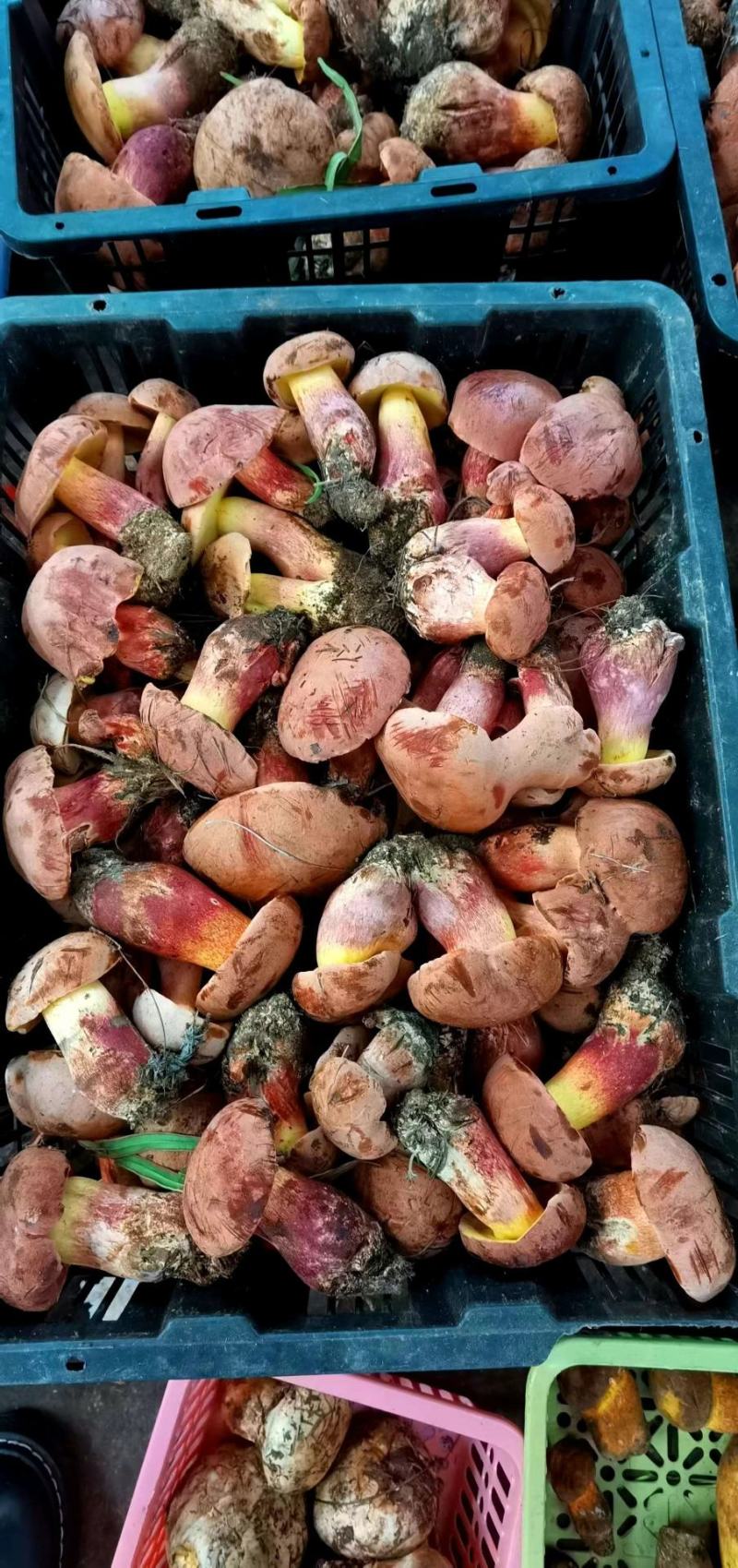 野生菌2022年红葱菌精品鲜货