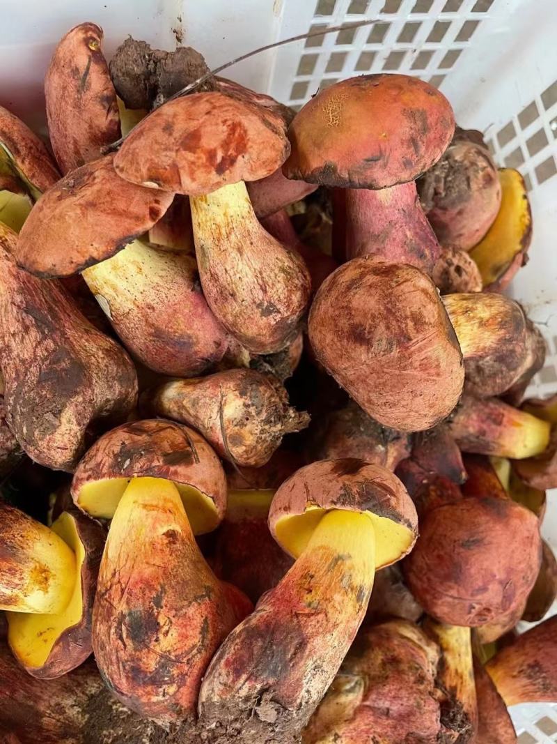 野生菌2022年红葱菌精品鲜货