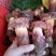 野生菌2022年红葱菌精品鲜货