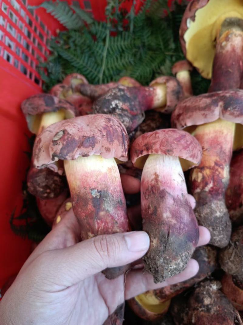 野生菌2022年红葱菌精品鲜货