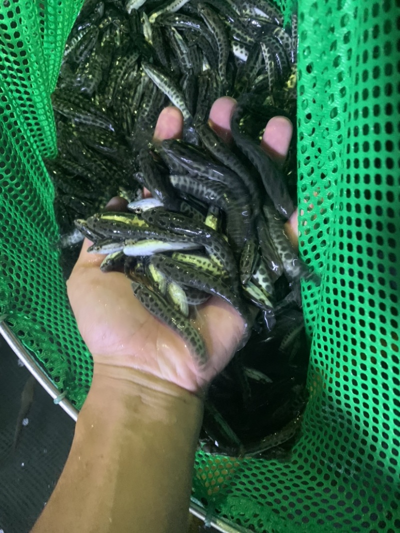 本地场地直销，黑鱼苗，欢迎老板前来选购。