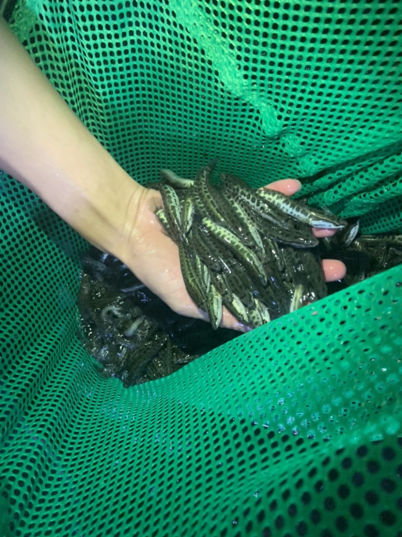 本地场地直销，黑鱼苗，欢迎老板前来选购。