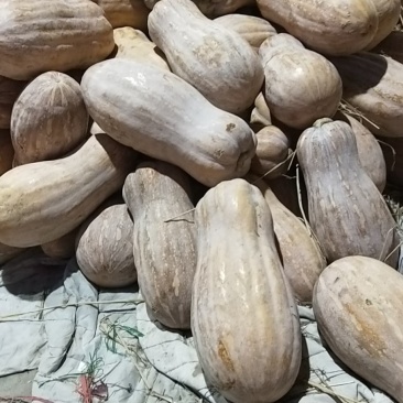精品老南瓜海南蜜本