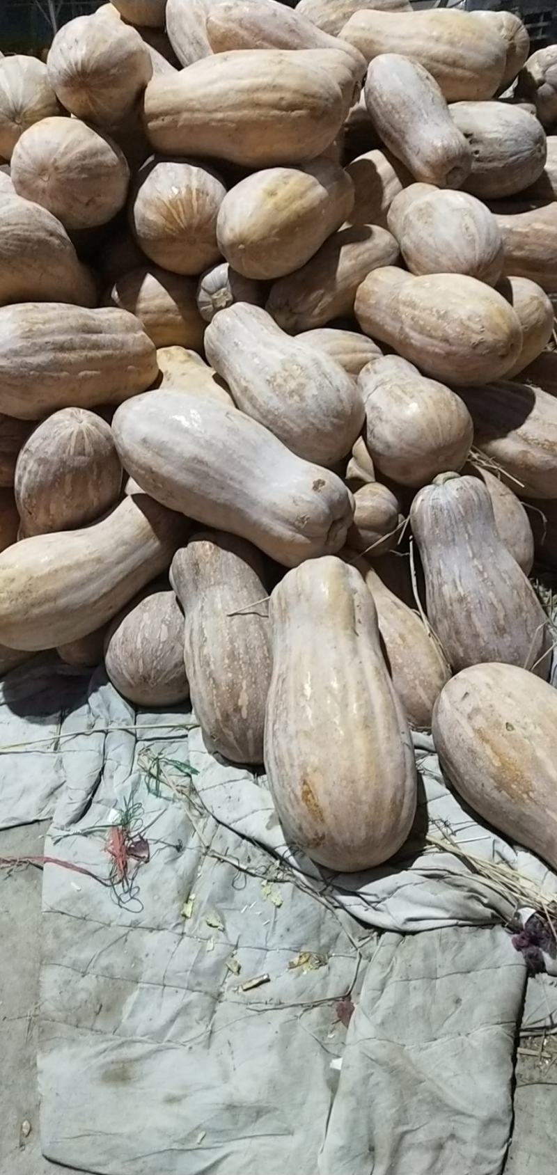 精品老南瓜海南蜜本
