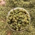 金阳青花椒产地直销新货即将上市欢迎提前预订