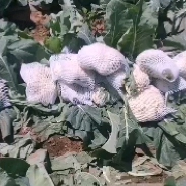 叶菜类