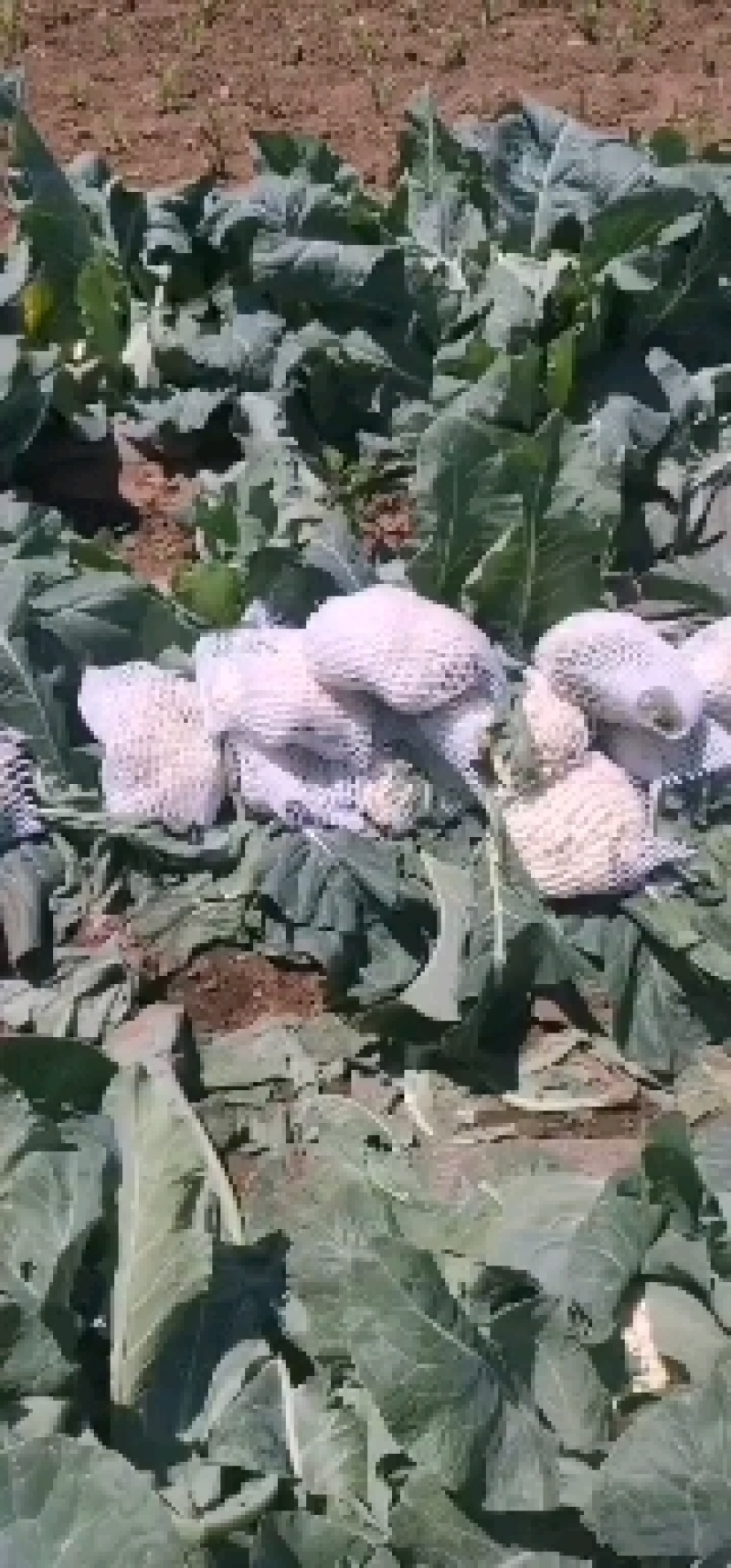 叶菜类
