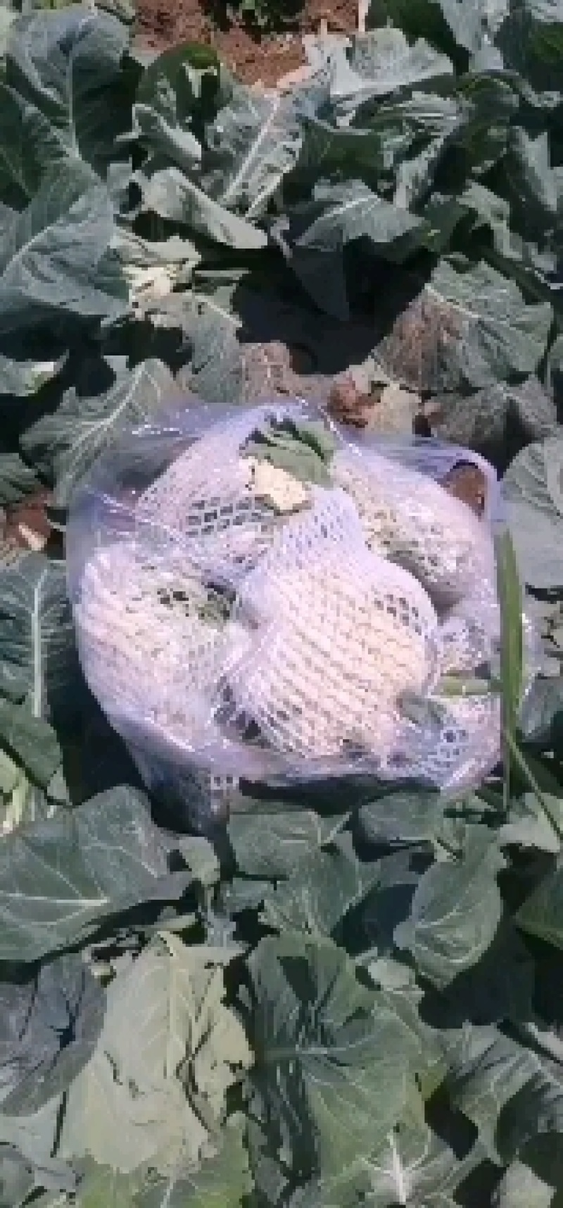 叶菜类