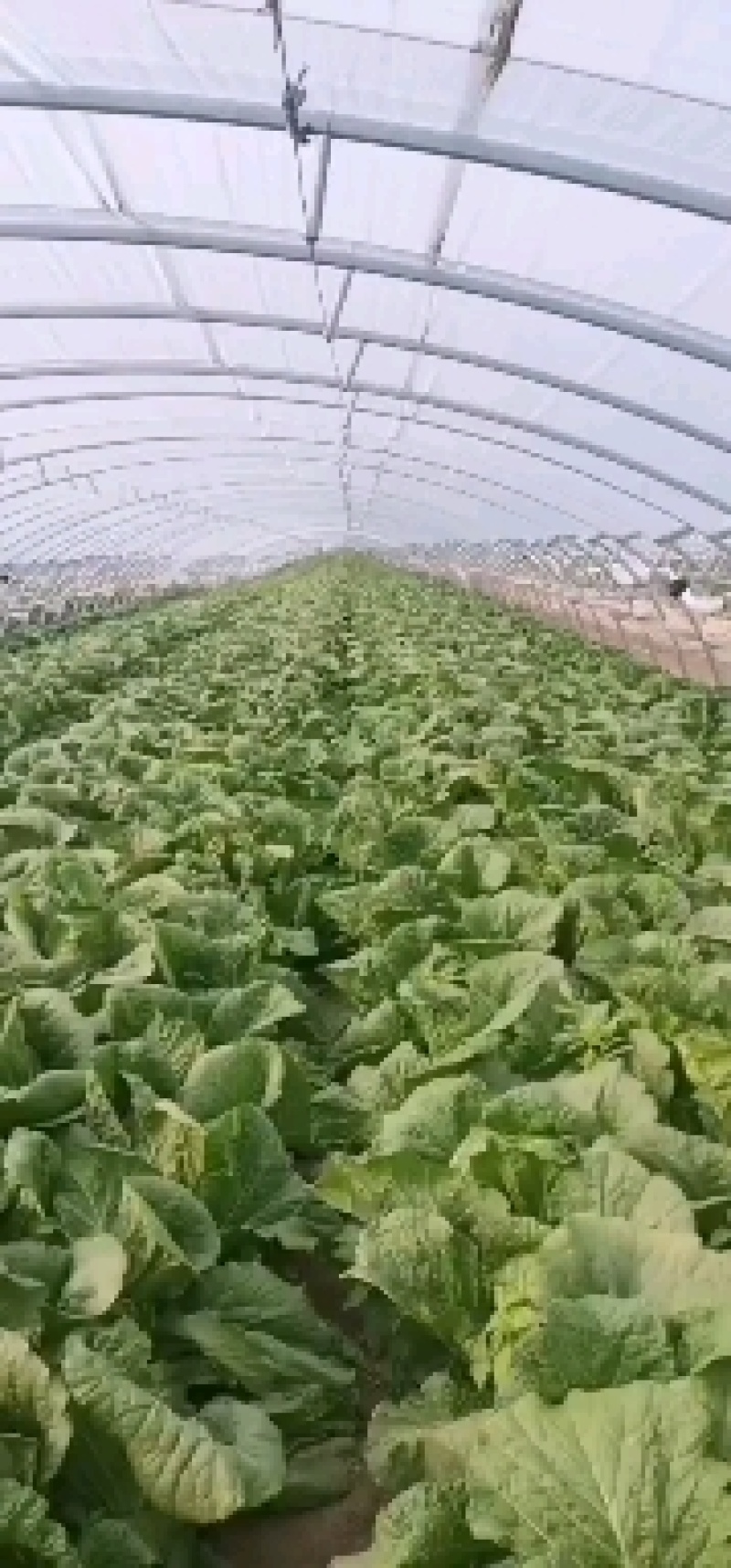 大白菜