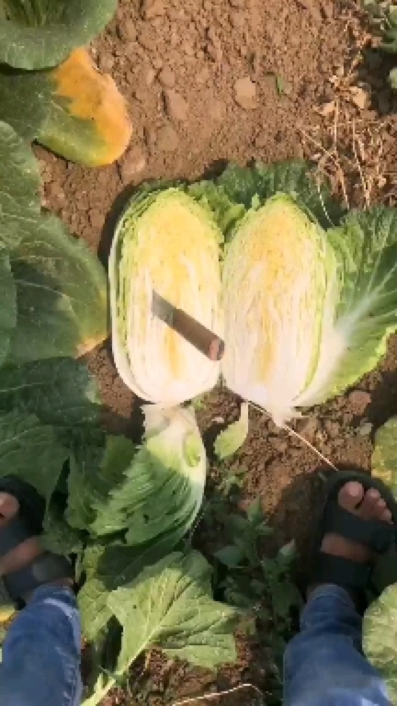 大白菜