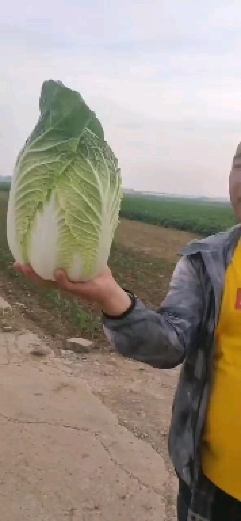 大白菜