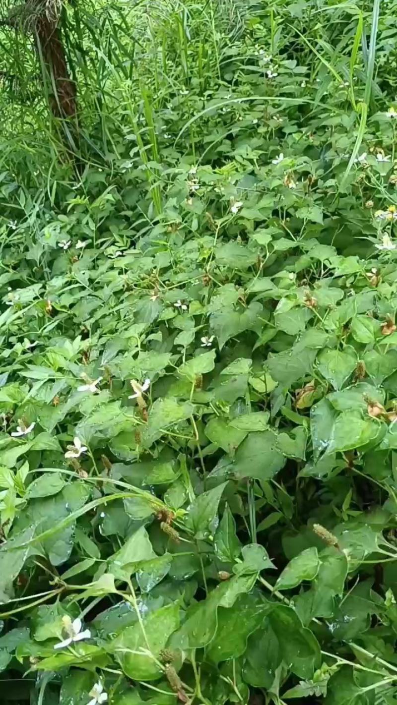 纯野生折耳根鱼腥草、新鲜大山鱼腥草、干折耳根、干鱼腥草叶