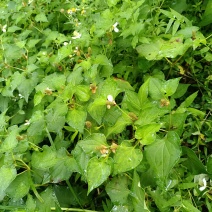 纯野生折耳根鱼腥草、新鲜大山鱼腥草、干折耳根、干鱼腥草叶