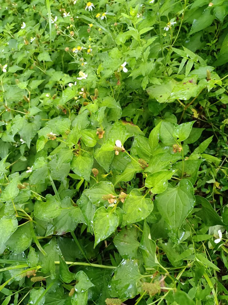 纯野生折耳根鱼腥草、新鲜大山鱼腥草、干折耳根、干鱼腥草叶