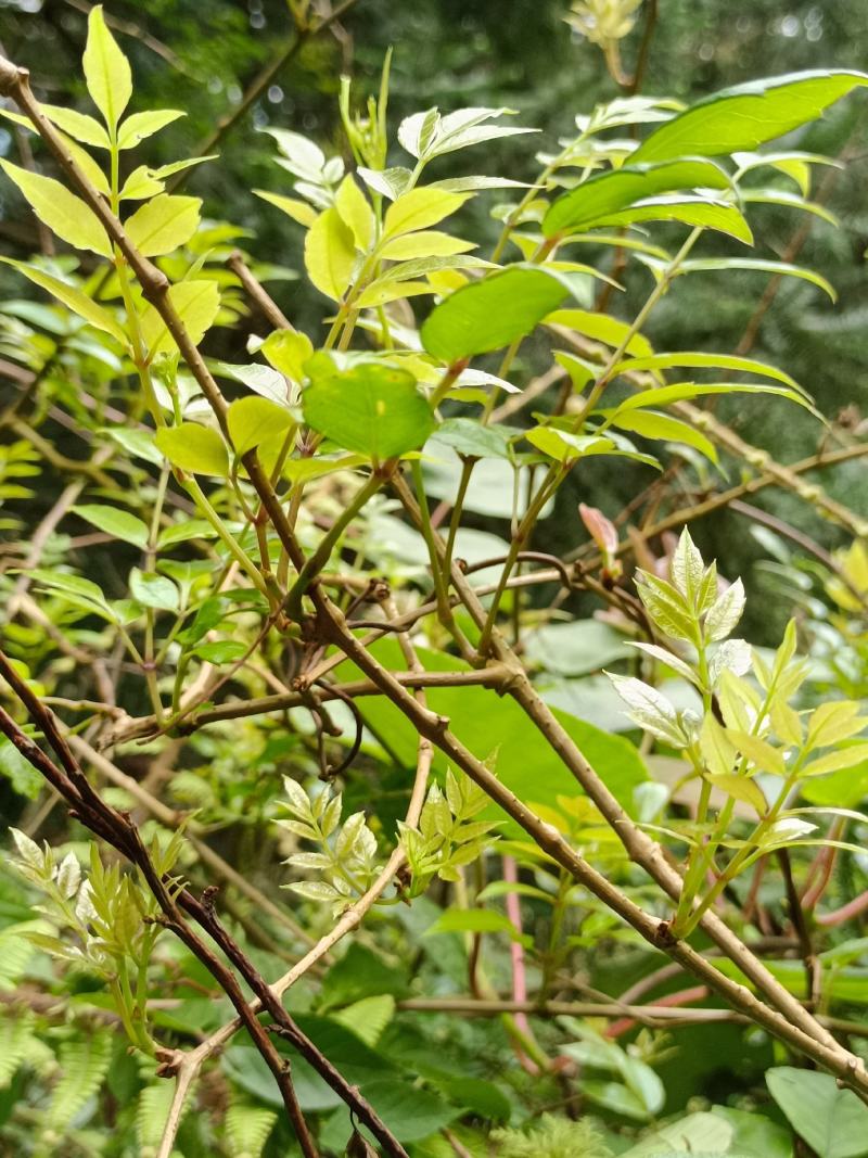 正宗野生藤茶莓茶、原生态藤茶