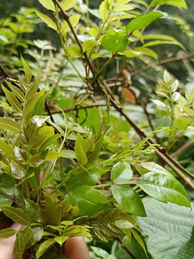 正宗野生藤茶莓茶、原生态藤茶