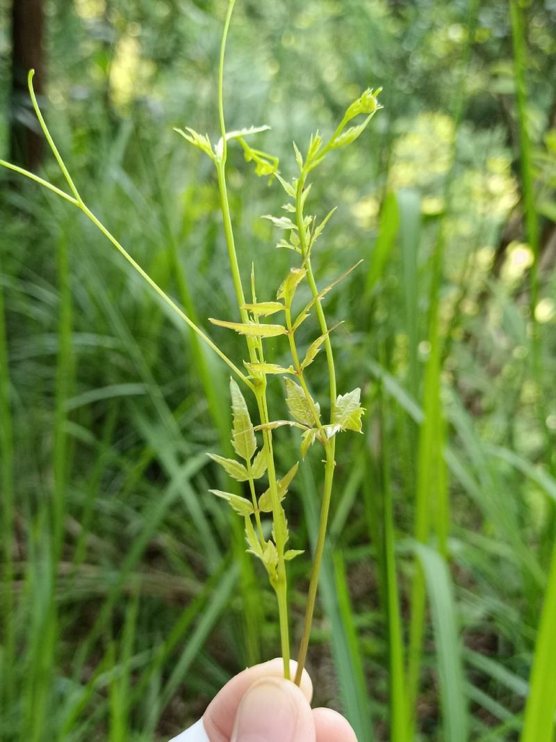 正宗野生藤茶莓茶、原生态藤茶