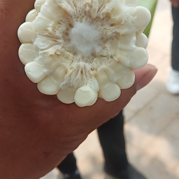 万糯2000