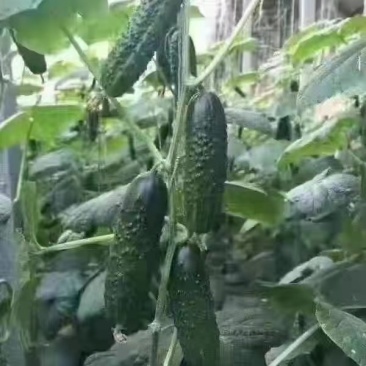 精品玛莎水果黄瓜