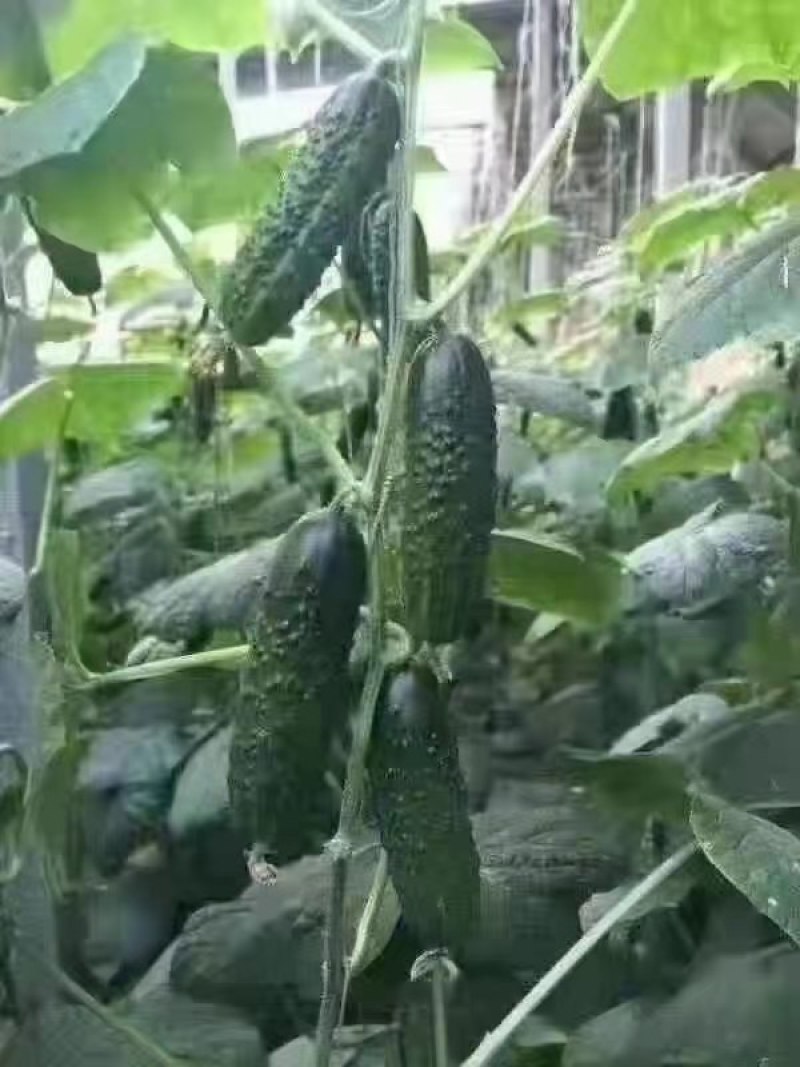 精品玛莎水果黄瓜
