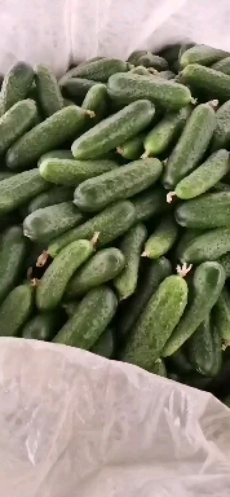 精品玛莎水果黄瓜