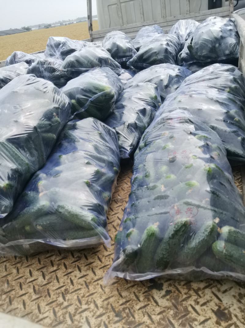 精品玛莎水果黄瓜