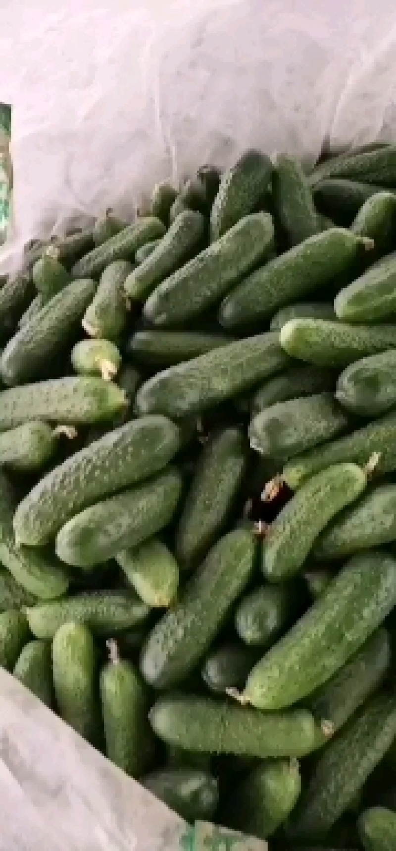 精品玛莎水果黄瓜