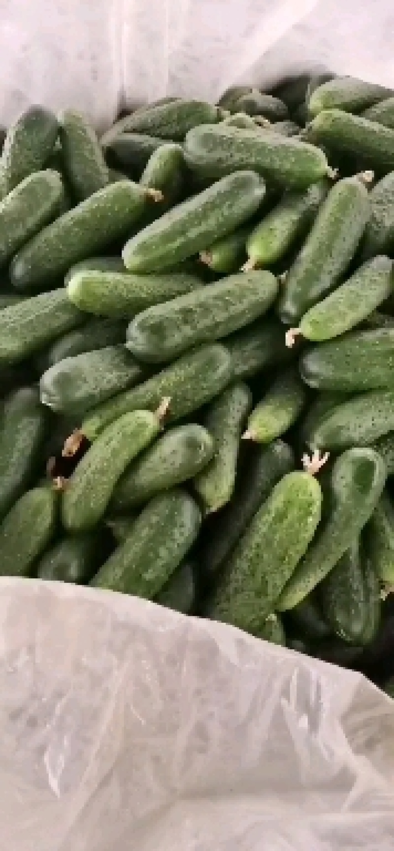 精品玛莎水果黄瓜