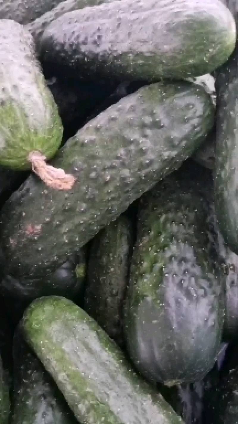 精品玛莎水果黄瓜