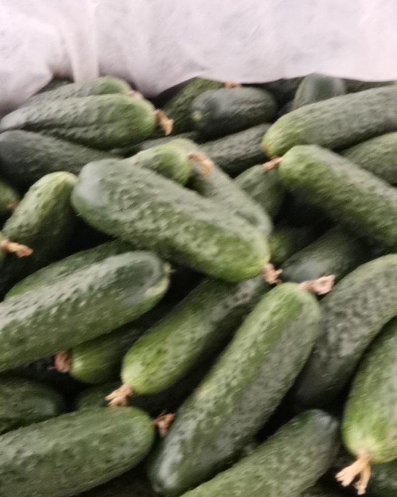 精品玛莎水果黄瓜