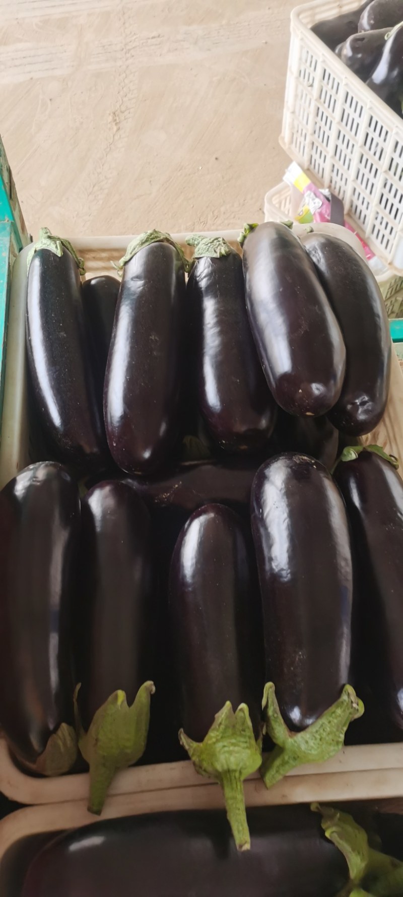 茄子黑宝茄子黑茄大量上市一手货源基地直发质量保障视频看货