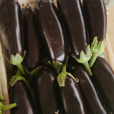 茄子黑宝茄子黑茄大量上市一手货源基地直发质量保障视频看货