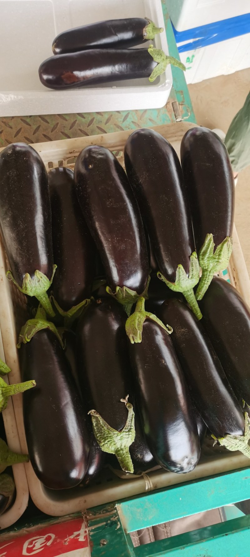 茄子黑宝茄子黑茄大量上市一手货源基地直发质量保障视频看货