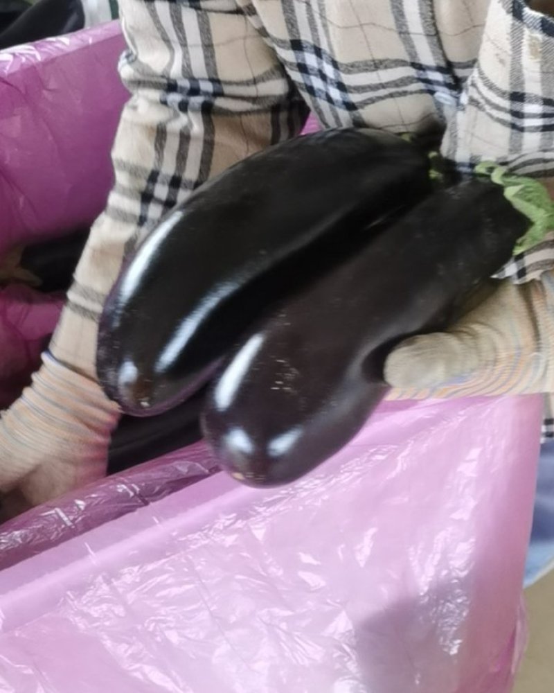 茄子黑宝茄子黑茄大量上市一手货源基地直发质量保障视频看货