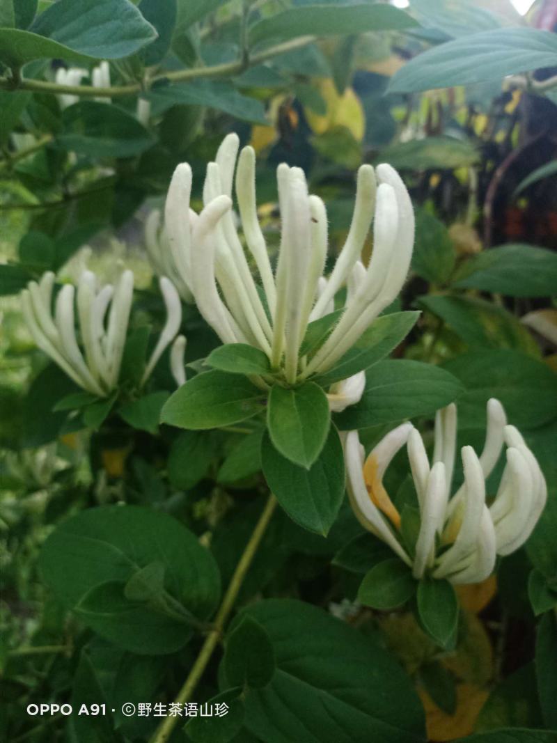 2025年新货金银花的金银花自然晾干无任何添加