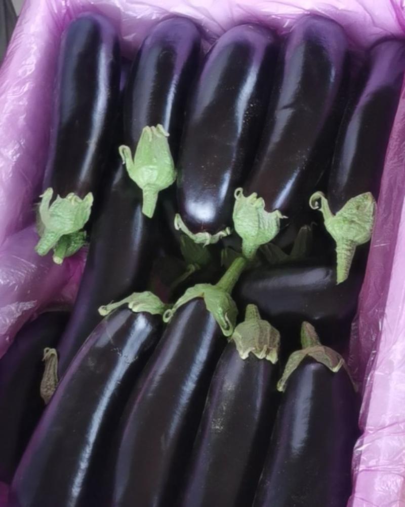 茄子黑宝茄子黑茄大量上市一手货源基地直发质量保障视频看货