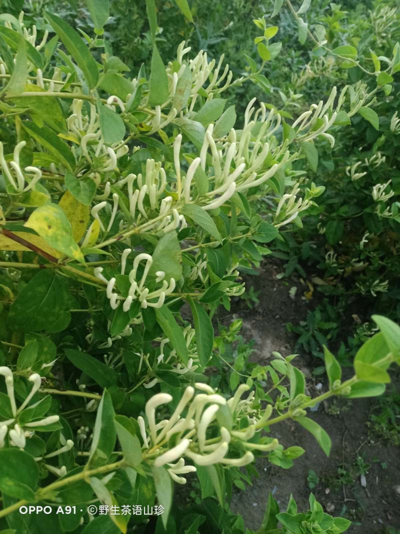 2025年新货金银花的金银花自然晾干无任何添加