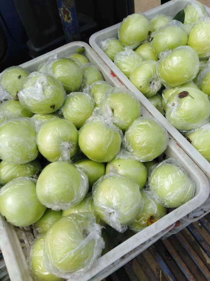 金帅苹果黄元帅苹果大量批发当天采摘货源充足