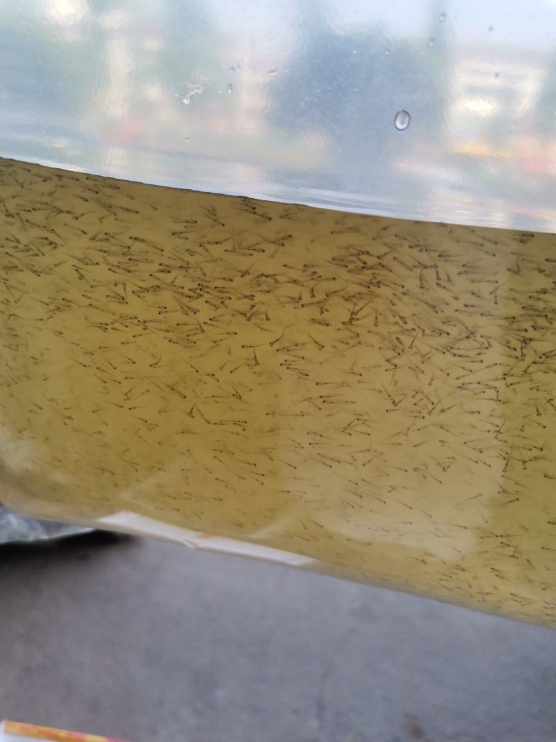 长江草鱼苗，草鱼水花，草鱼乌子，草鱼夏花
