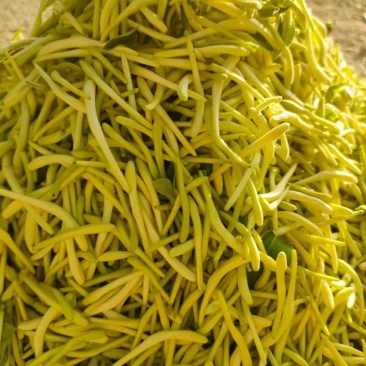 金银花，陕西商洛购销各种规格无硫净货产品，欢迎老板联系