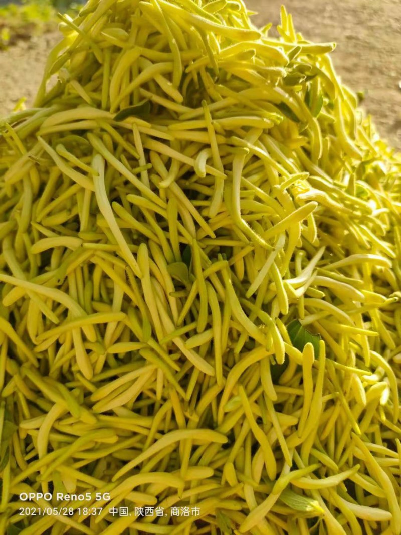 金银花，陕西商洛购销各种规格无硫净货产品，欢迎老板联系