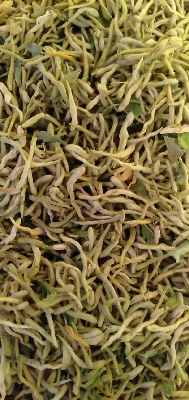 金银花，陕西商洛购销各种规格无硫净货产品，欢迎老板联系
