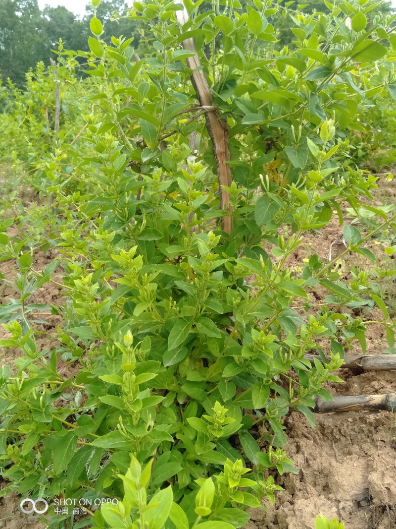 金银花，陕西商洛购销各种规格无硫净货产品，欢迎老板联系