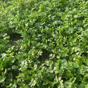 现有大量的小叶香菜上市，品质优良，上车价1.5元，可议