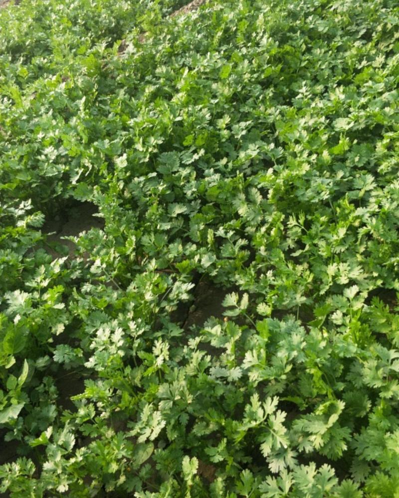 现有大量的小叶香菜上市，品质优良，上车价1.5元，可议