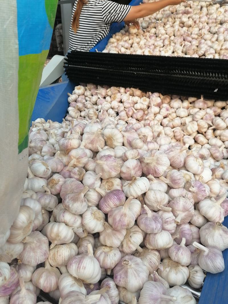 邳州土特产大蒜，白蒜，红皮蒜，加工过的蒜，质量美，价格优